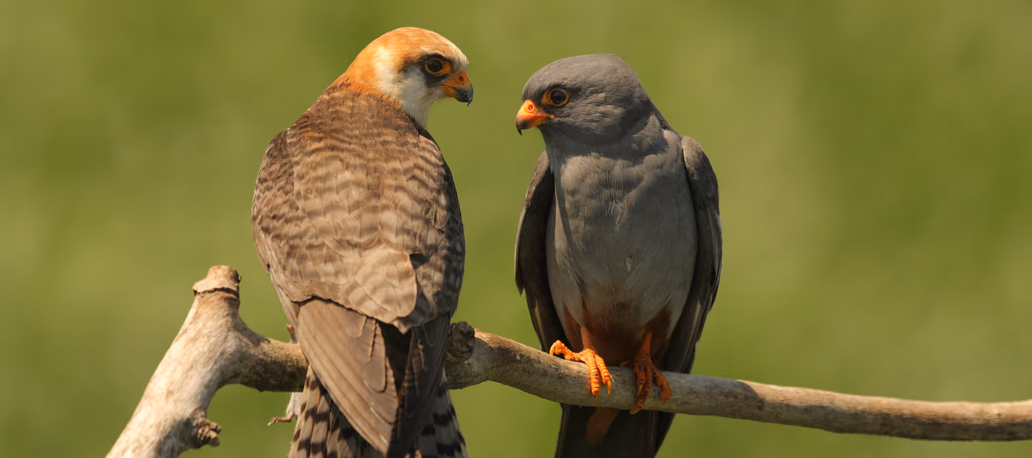 Two birds of prey perched on a branch facing each other, one with brown and orange plumage, the other with gray feathers and orange feet.