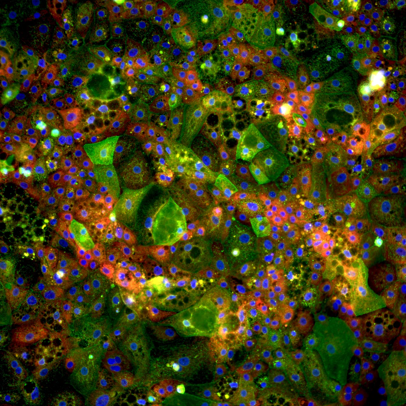 pixCells