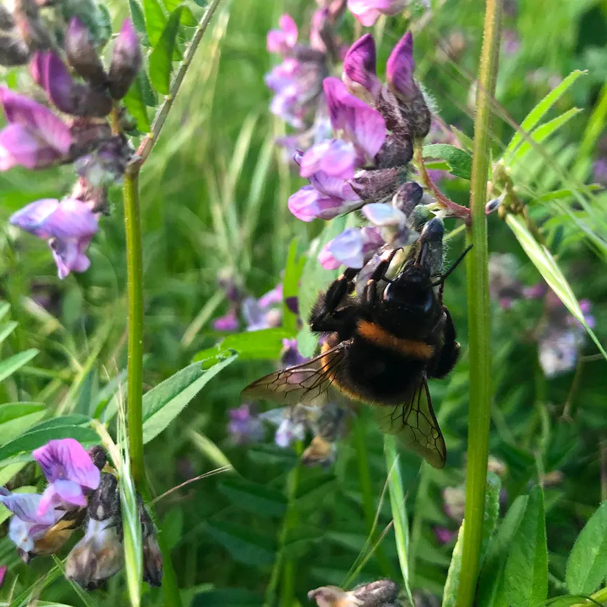 Un bourdon qui butine des fleurs