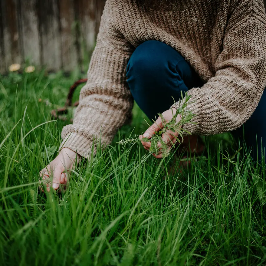 Une personne qui ramasse des herbes