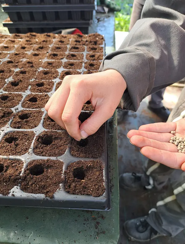 Des enfants qui plantent des graines