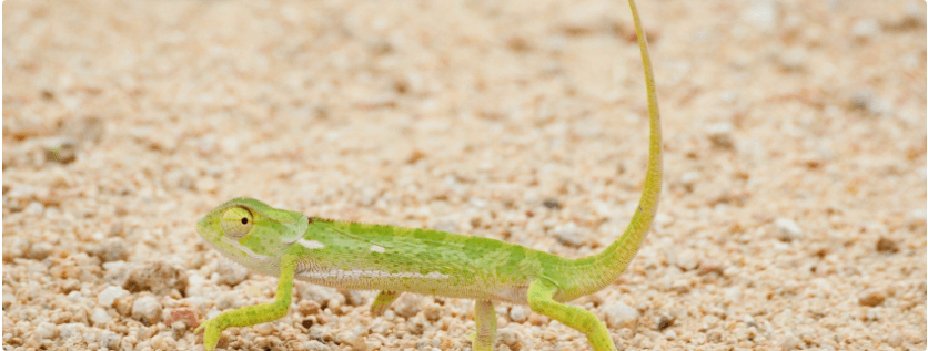 How to confront ‘Lizard brain’ and make better decisions at work | peopleHum