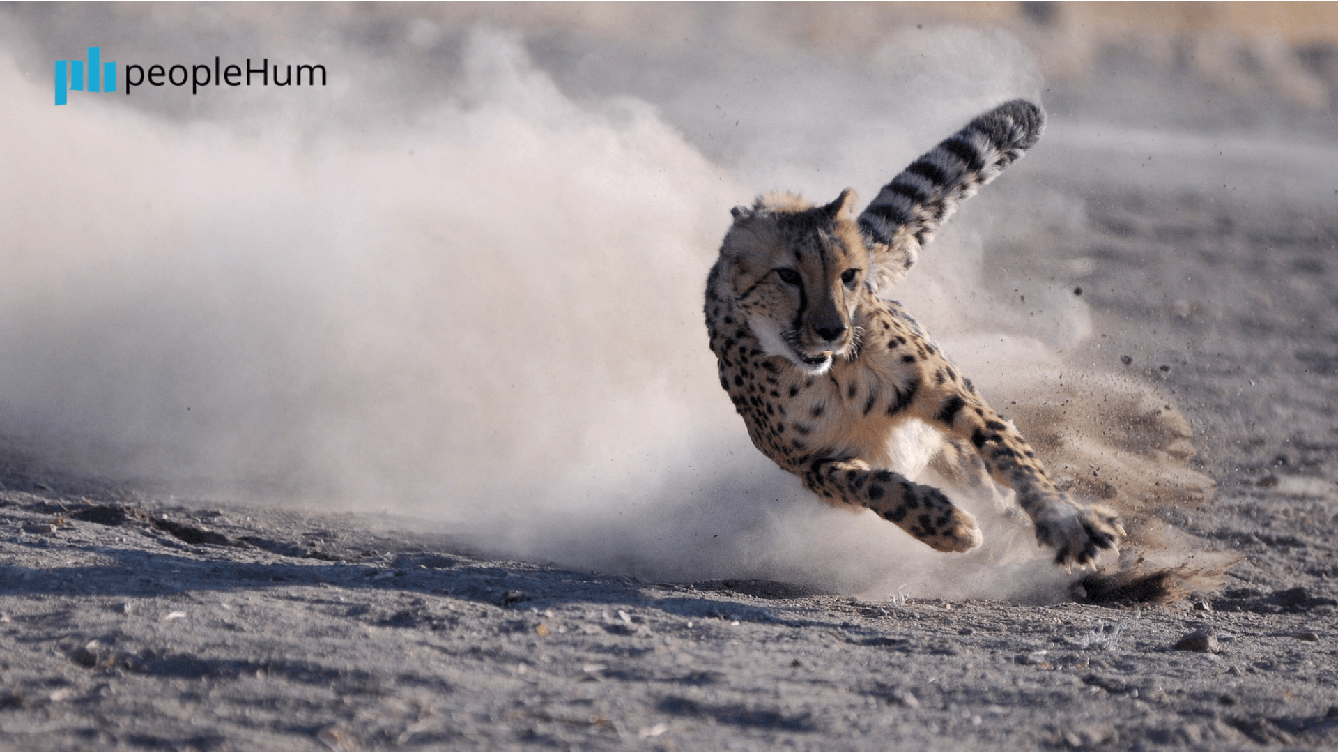 Establishing agility in HR