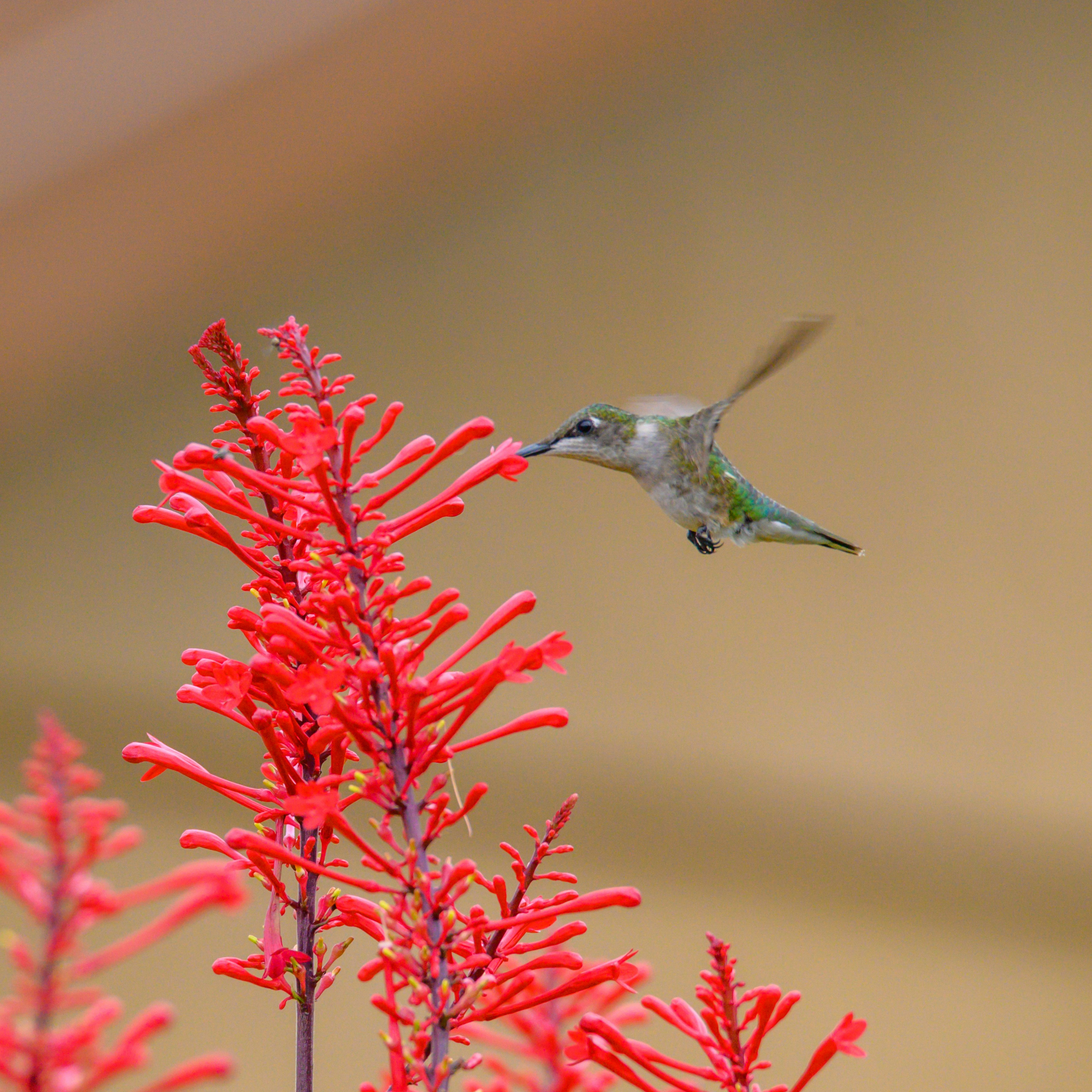 A colibri drawing nectar from a plant