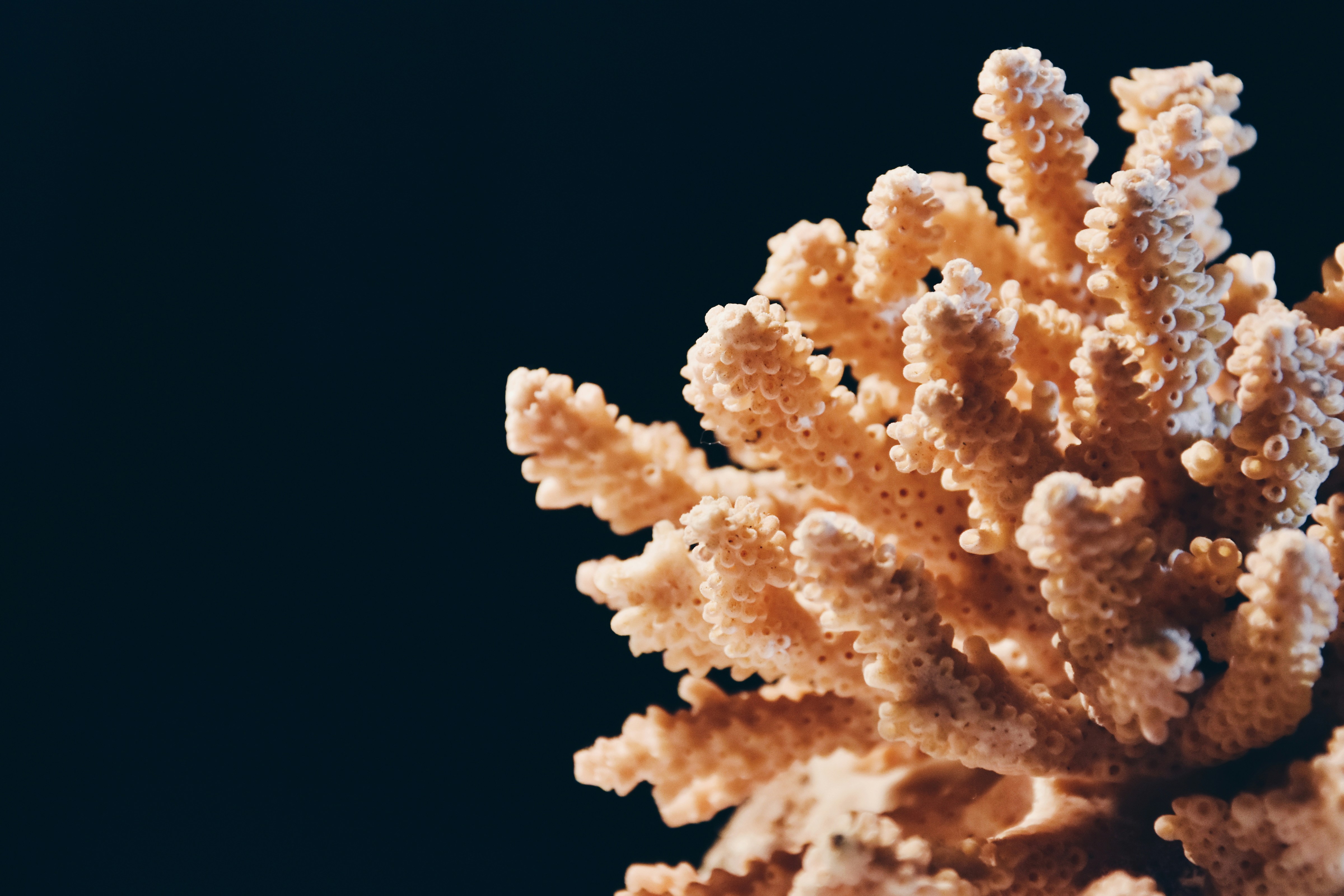 Are coral reefs reaching a tipping point?