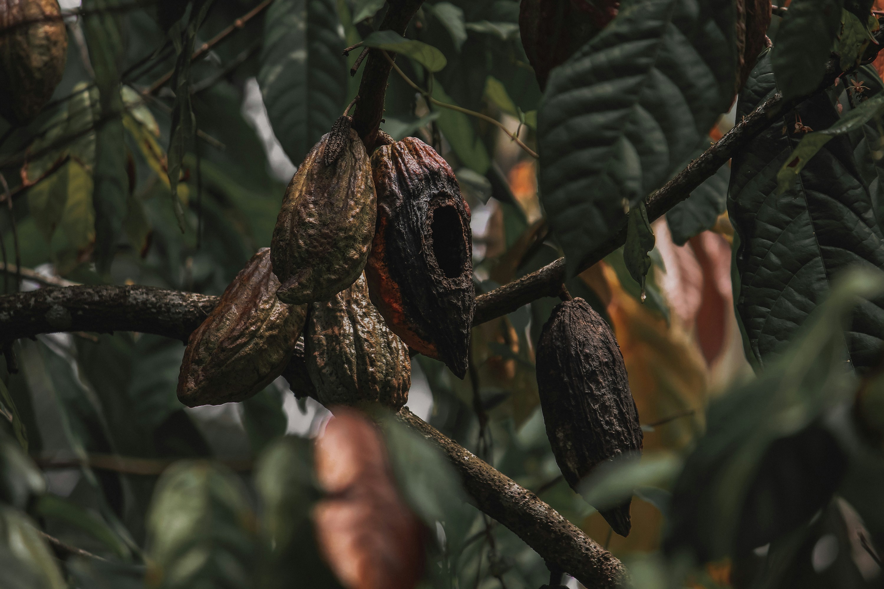 Latest on the EUDR: What changes for businesses?