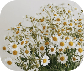 Chamomile