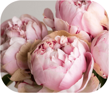 Pink Peonies