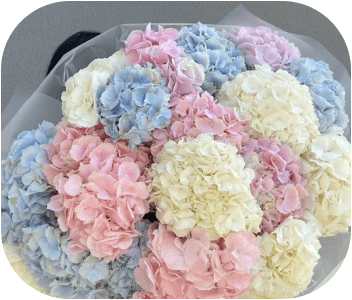 Hydrangeas - Soft Pastel Elegance