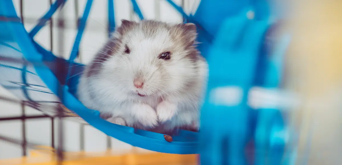 ausbruch-aus-dem-hamsterrad