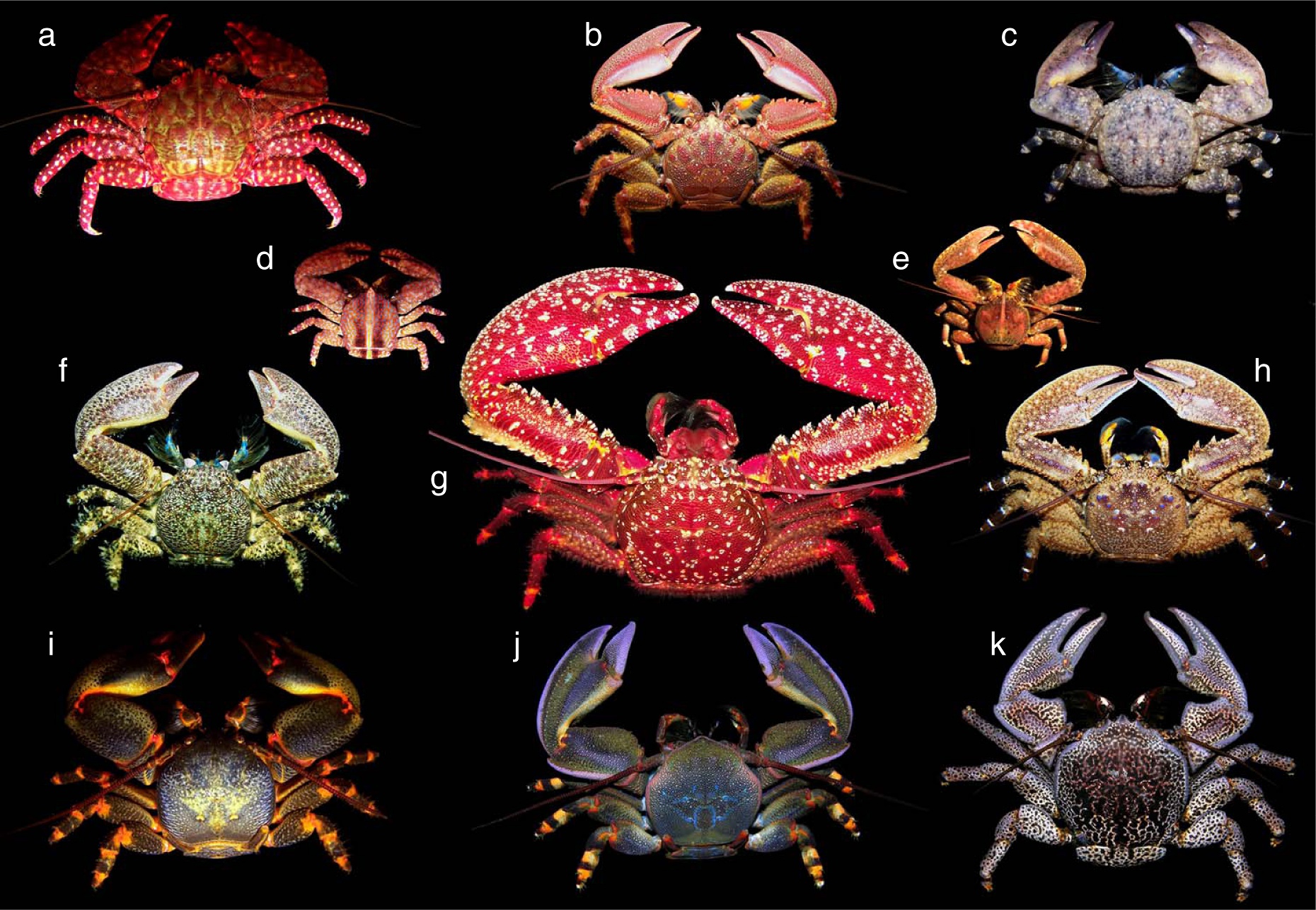 A bunch of crab-like crustaceans that aren’t actually crabs