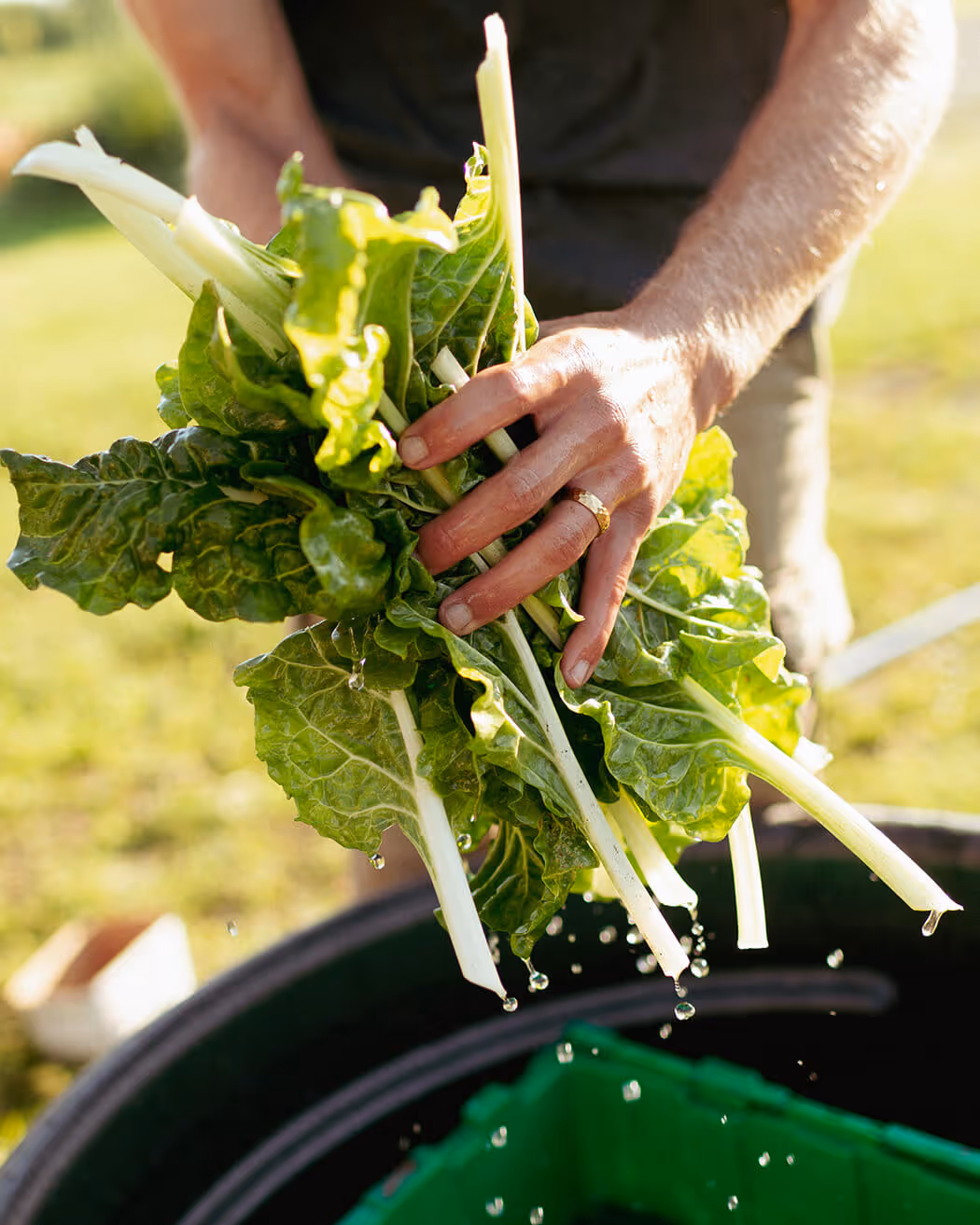 Person holding freshly washed green leafy vegetables with water droplets falling.