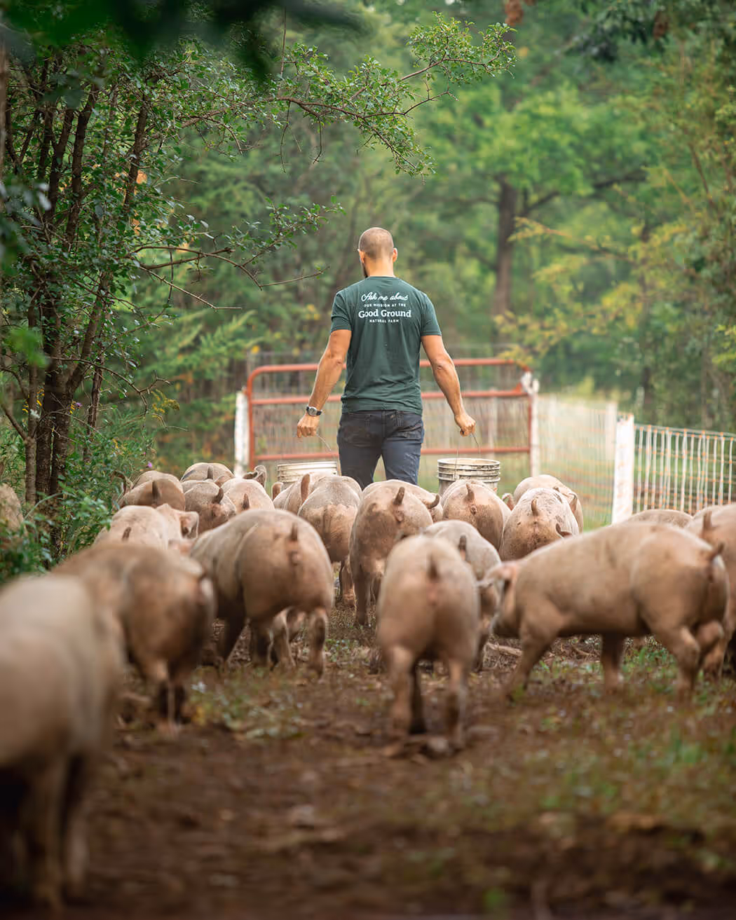 Man carrying two buckets walking away from the camera, surrounded by pigs on a farm path with green trees.
