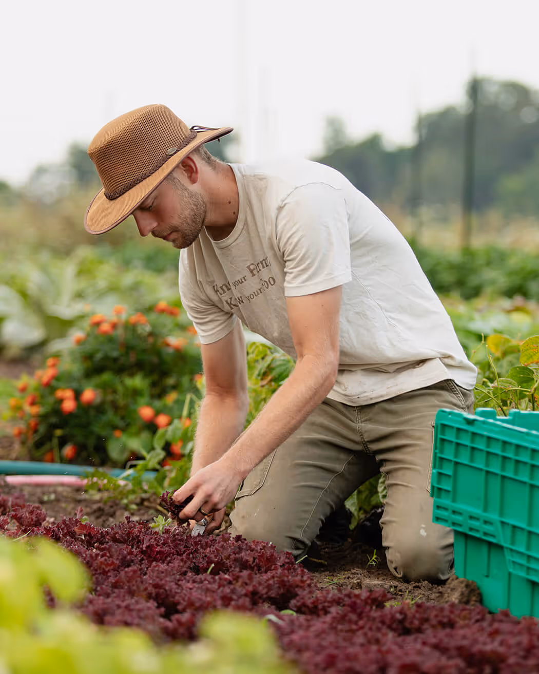 Man wearing a brown hat and light shirt harvesting red lettuce in a garden.