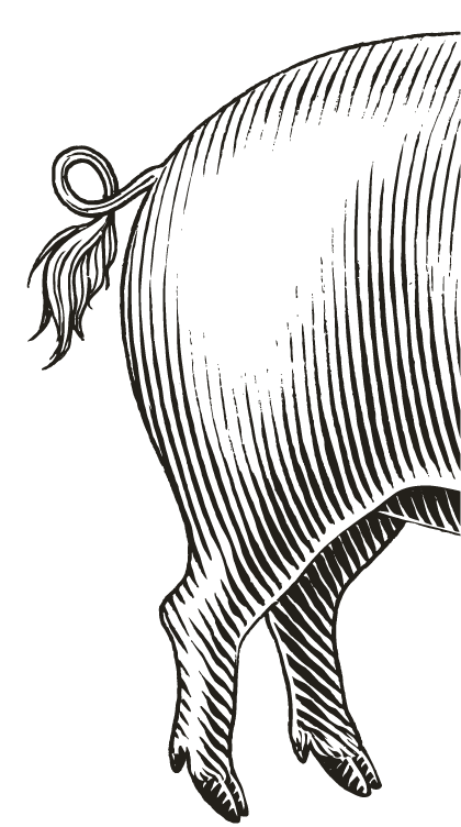 Illustration of the rear half of a pig showing curled tail and hind legs with detailed fur texture lines.