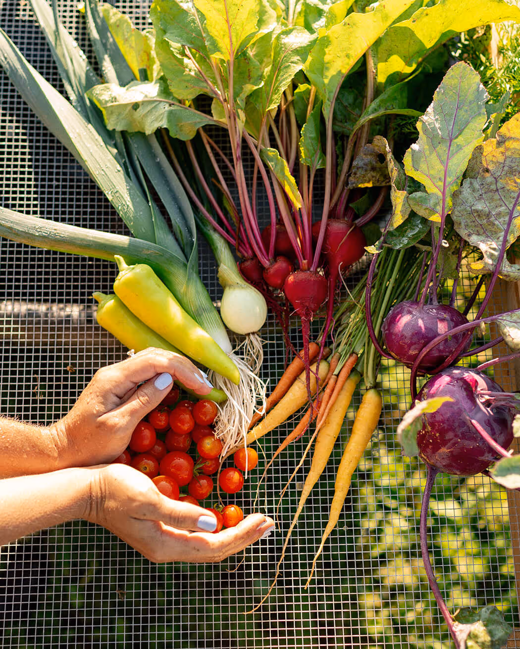 Hands holding small red cherry tomatoes beside an assortment of fresh vegetables including carrots, beets, onions, and peppers on a mesh surface.