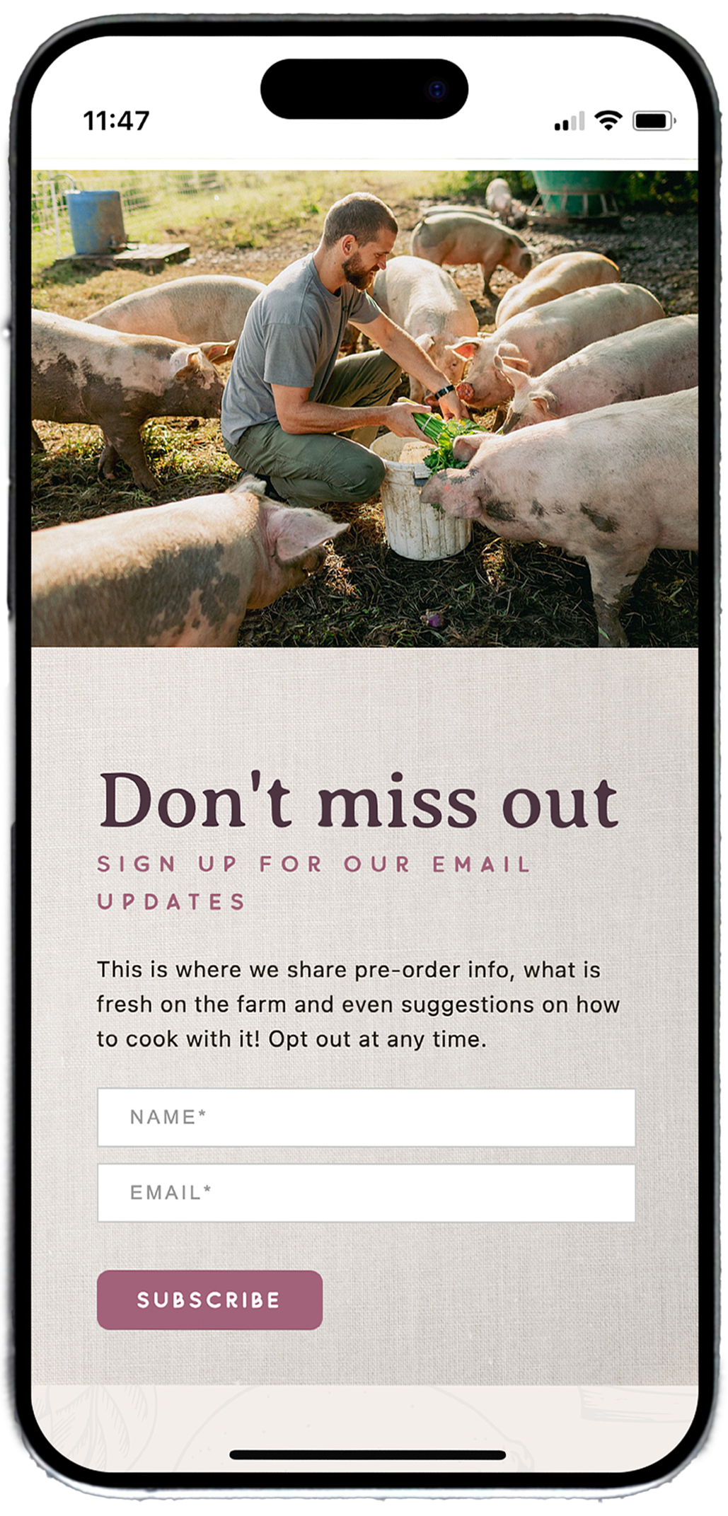 Man feeding a group of pigs outdoors, above a sign-up form for farm email updates with name and email fields and a subscribe button.