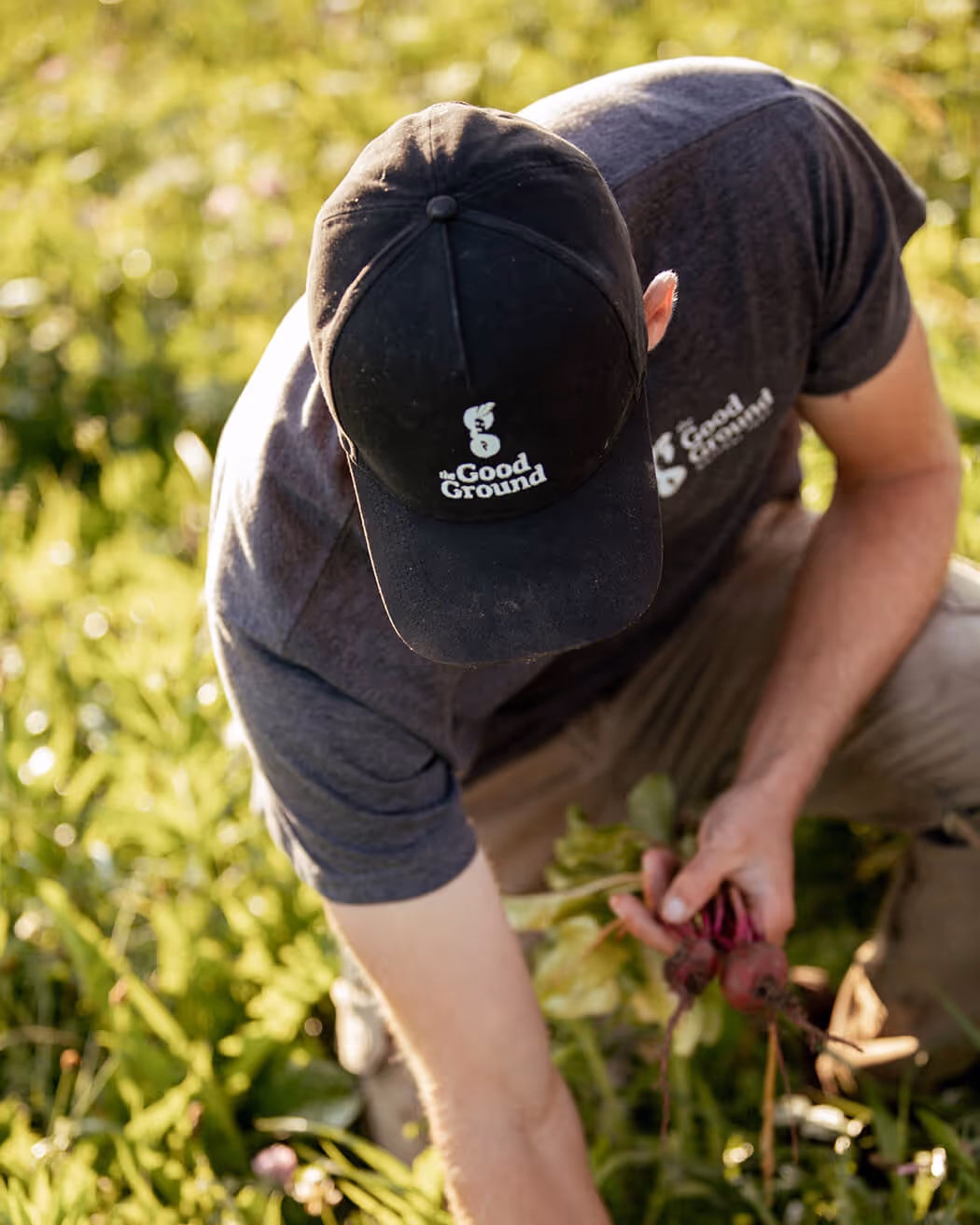 Person wearing a black cap and dark shirt with 'The Good Ground' logo, harvesting beets in a green field.