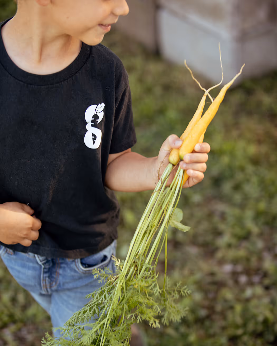 Child holding freshly picked yellow carrots with green tops in a garden.
