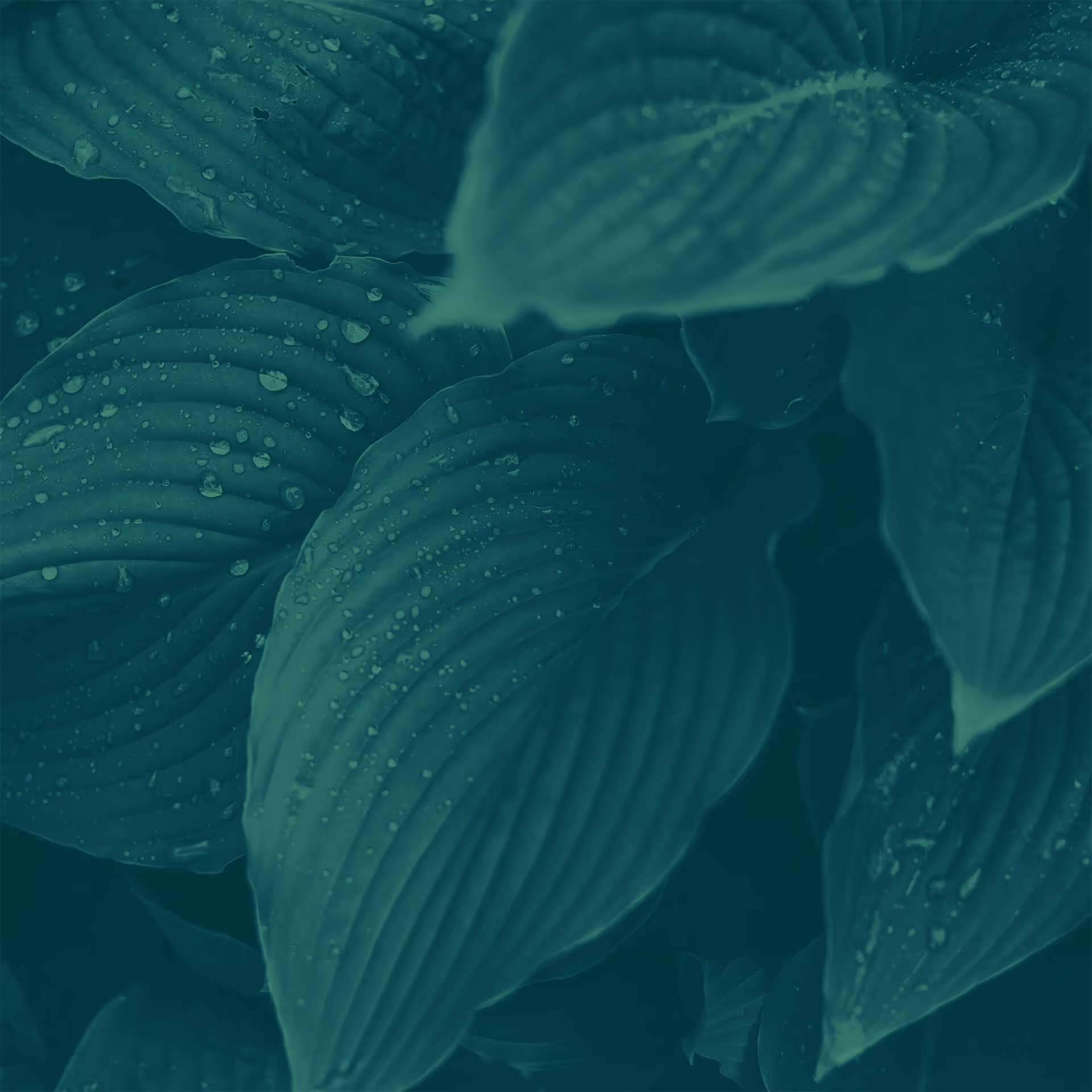 Close-up of large, textured leaves with water droplets on their surfaces.