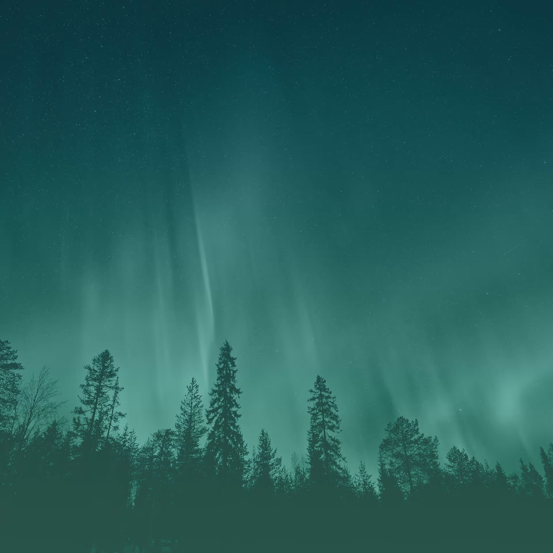 Silhouetted pine trees under a night sky illuminated by green aurora borealis lights.