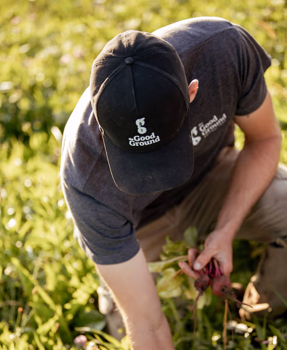 Person wearing a black The Good Ground cap and t-shirt harvesting fresh beets in a green garden.