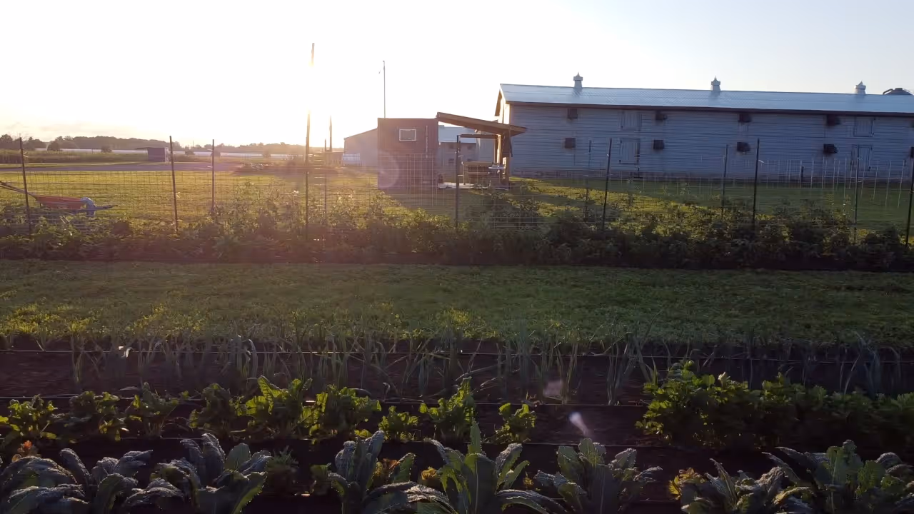 Sunset over a farm garden with rows of leafy green vegetables and a large barn in the background.