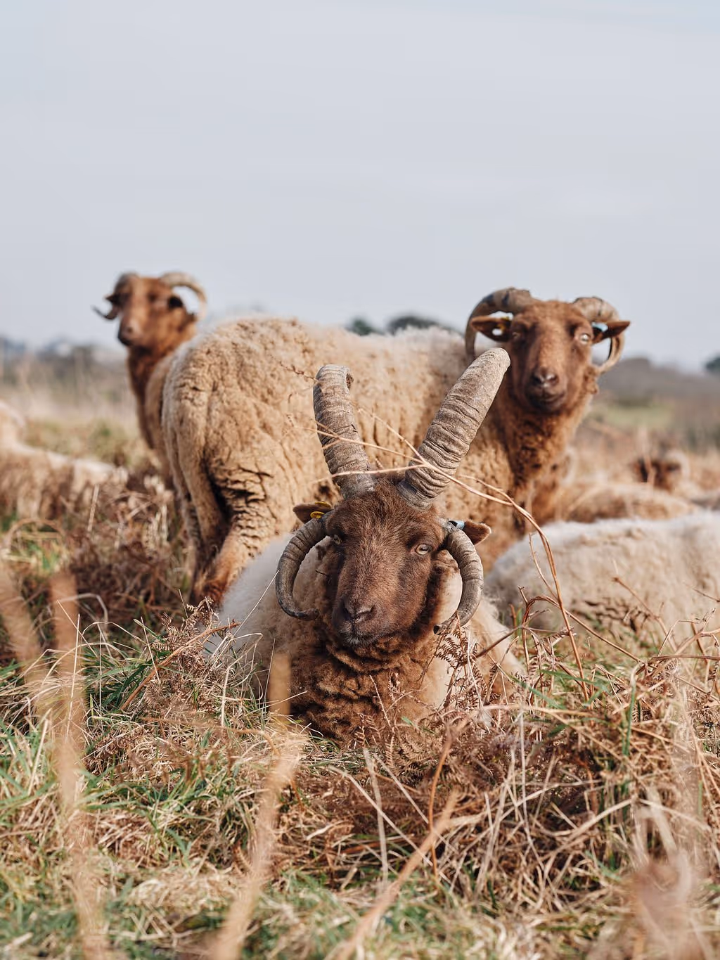 Three brown-faced sheep with curved horns resting and standing in a grassy field.