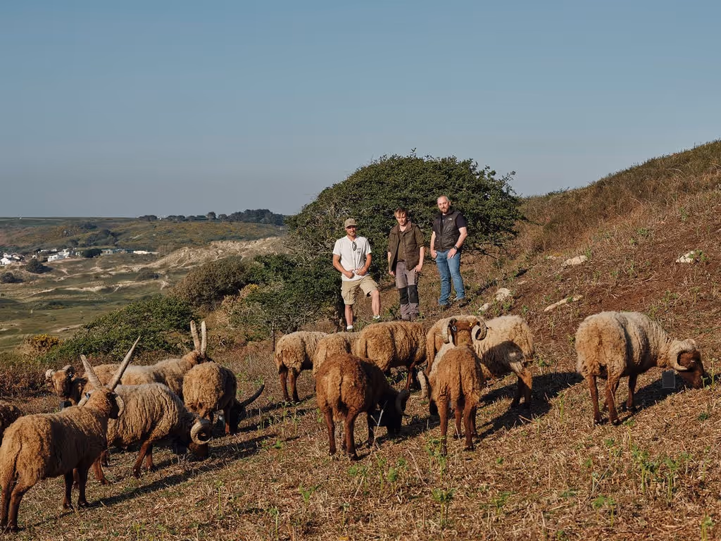 Three people standing on a grassy hillside with a flock of brown sheep grazing nearby under a clear sky.