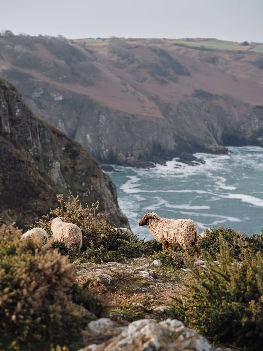 Sheep grazing on rocky hillside with ocean waves and rugged cliffs in the background.