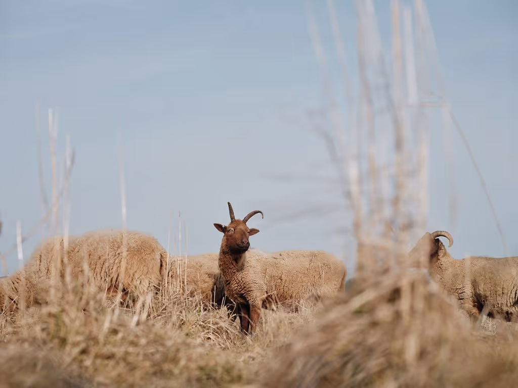 Several sheep with thick wool standing in dry grass against a clear blue sky, one sheep facing forward with curved horns.