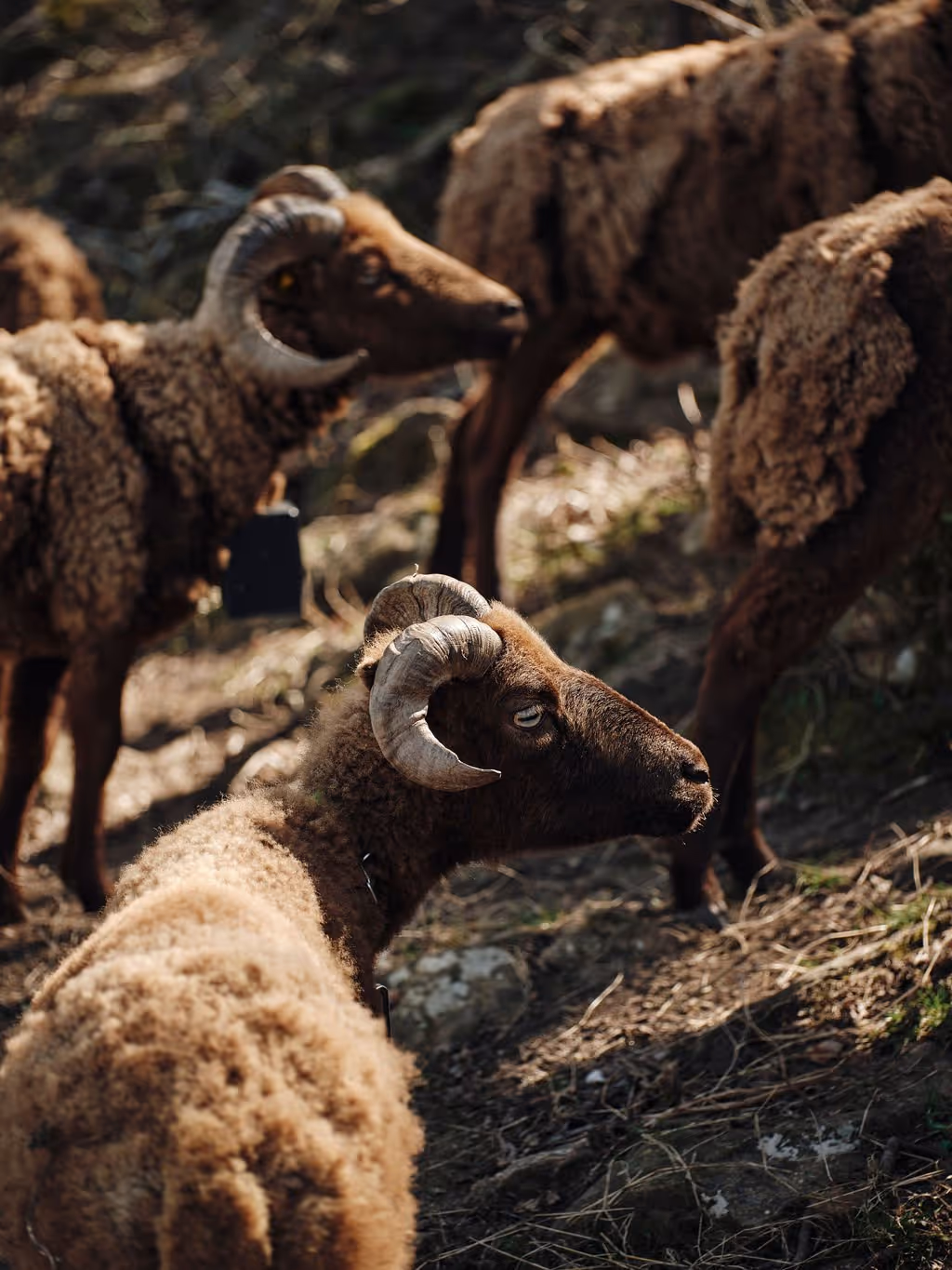 Close-up of brown sheep with curled horns resting on rocky ground, with other sheep in the background.