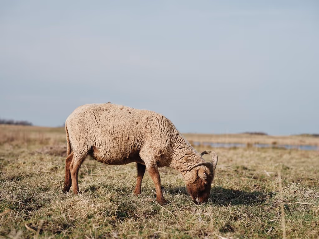 Brown sheep with curled horns grazing in a grassy field under a clear sky.