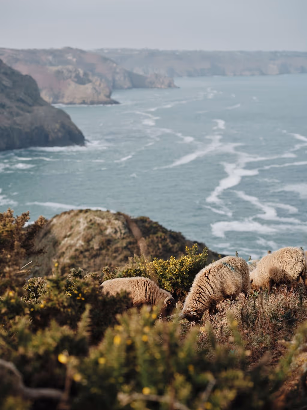 Three sheep grazing on a hillside with a coastal cliff and ocean waves in the background.