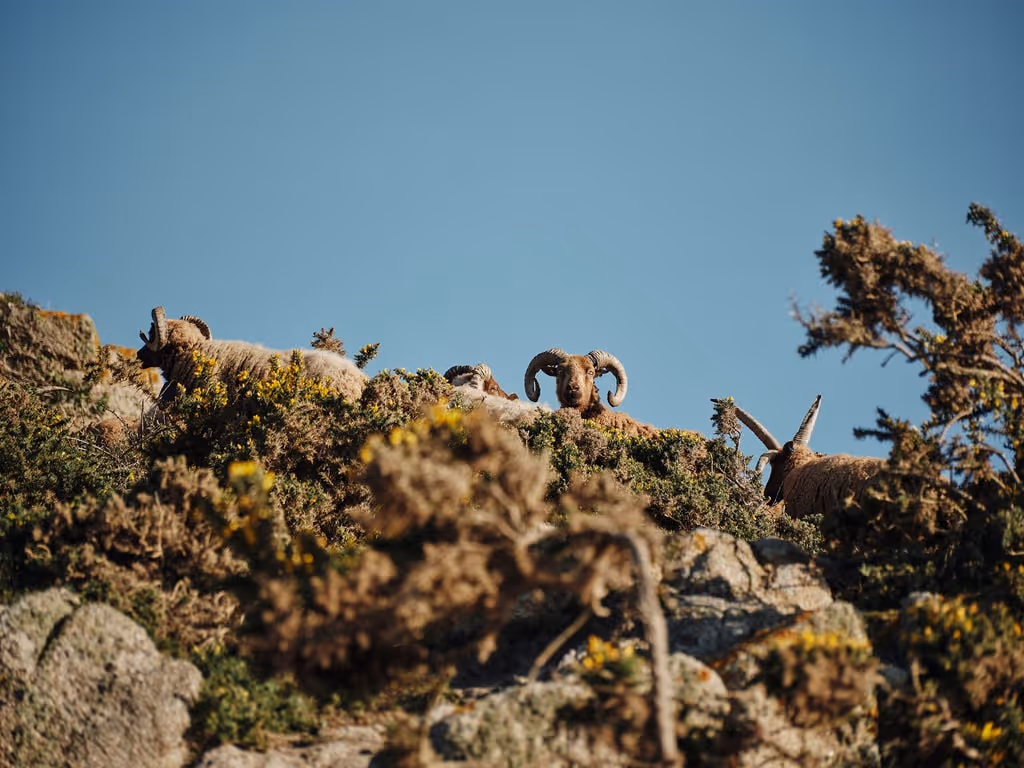 Wild goats with curved horns resting on a rocky hillside covered in shrubs under a clear blue sky.