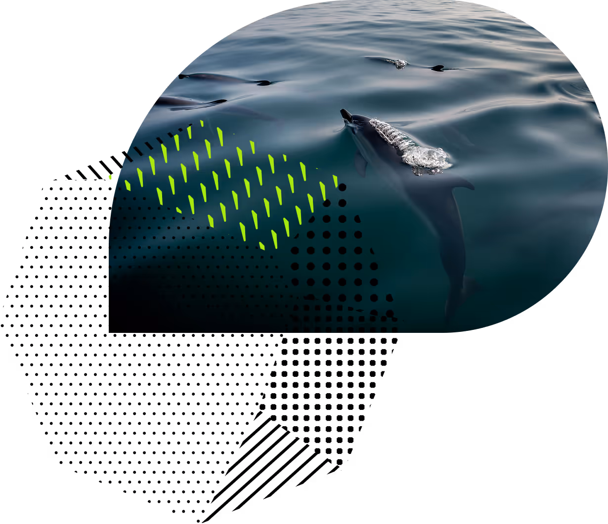 Image of dolphins inside the water and data visualization concept