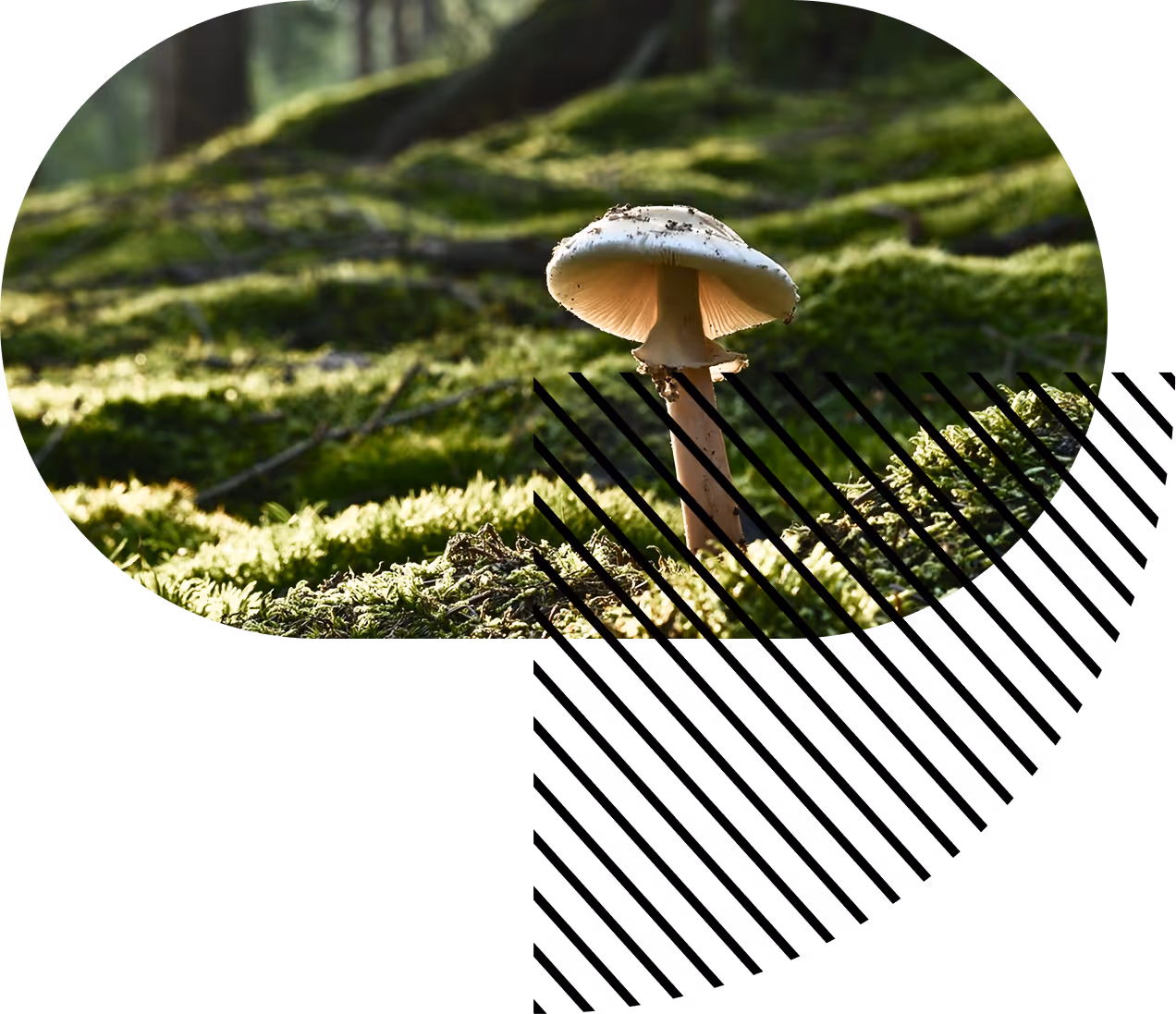 Image of a mushroom: elemental life on earth