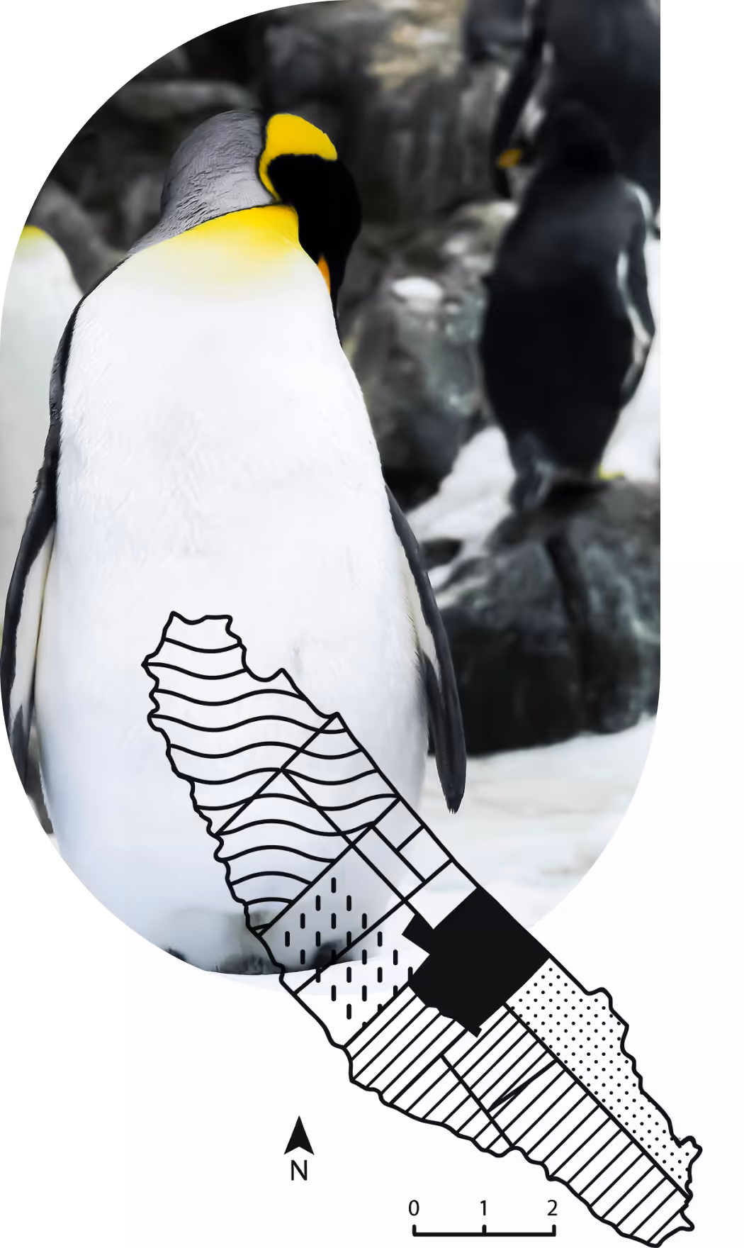 An image of a penguin and the illustration of a map