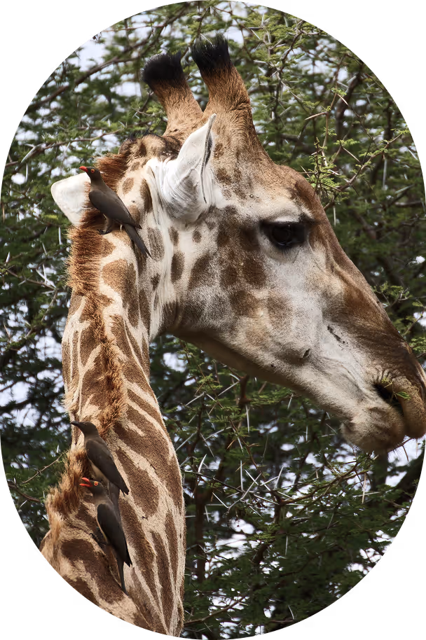 Giraffe portraint