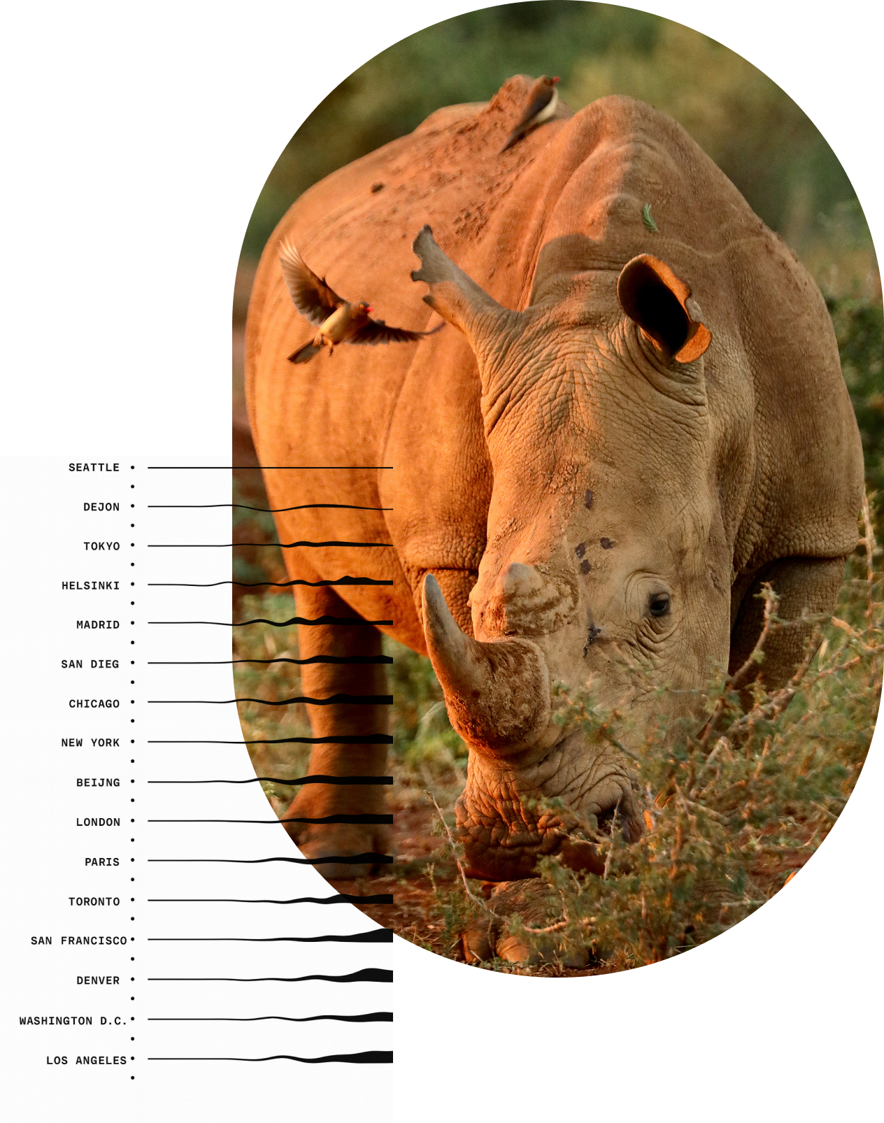 An image of a rhinoceros and a chart