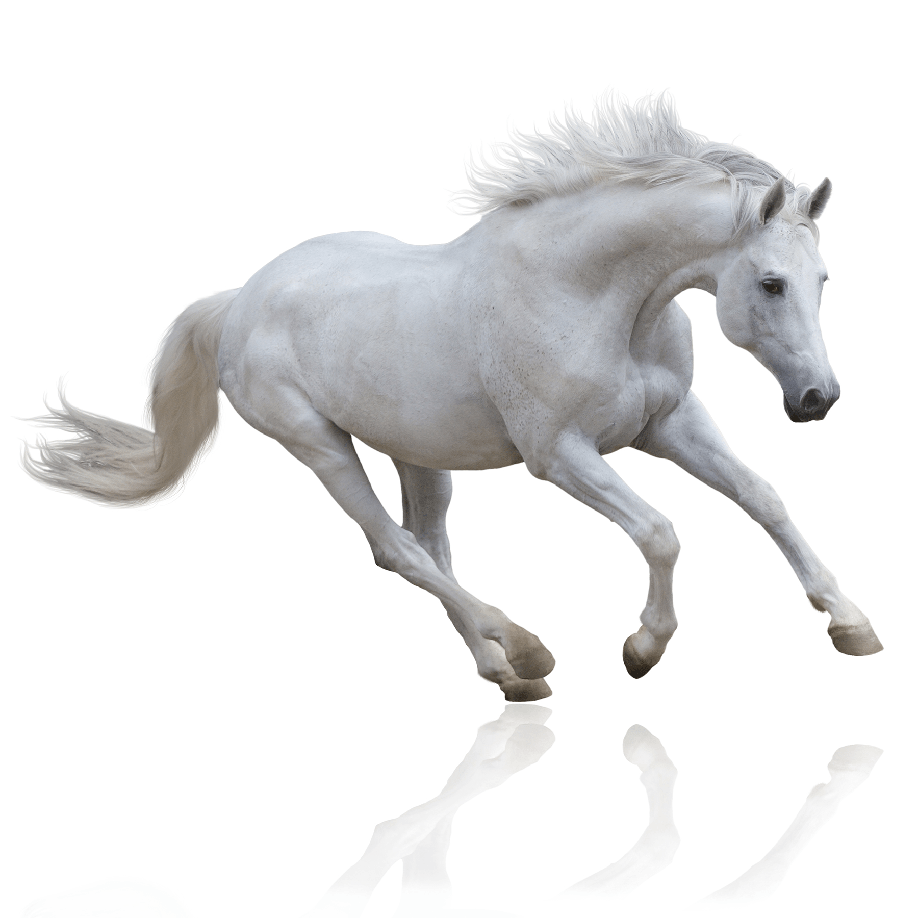 White stallion with reflection