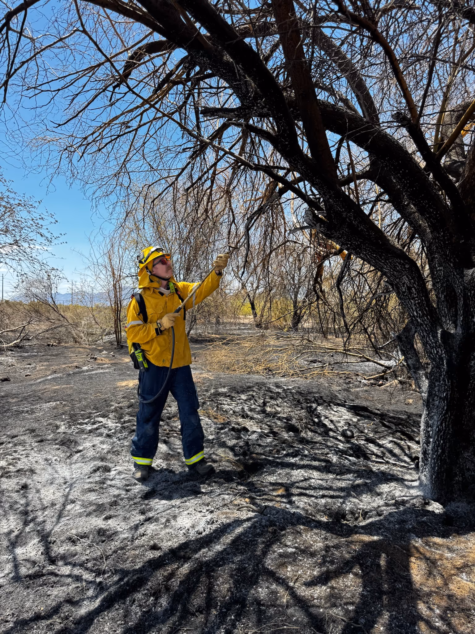 A firefighter in yellow and red gear stands next to a tall tree, ready for action in a forested area.
