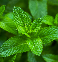Peppermint