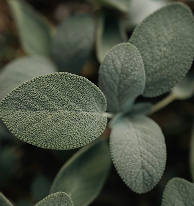 Sage