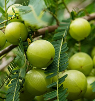 Amla