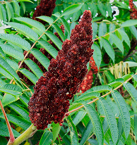 Sumac Berry