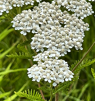 Milfoil Yarrow