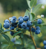 Bilberry/Blueberry