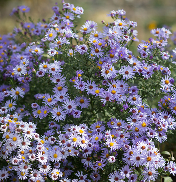 Blue Chamomile