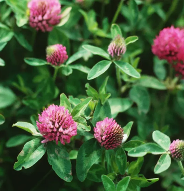 Red Clover